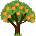 Cartoon peach tree with green crown and ripe peaches isolated on white Royalty Free Stock Photo